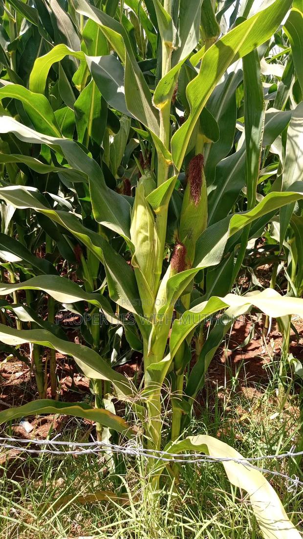 3/4 Land for Sale in Kagio Town, Kirinyaga