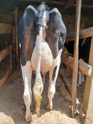 1st Calver Freshian Cow