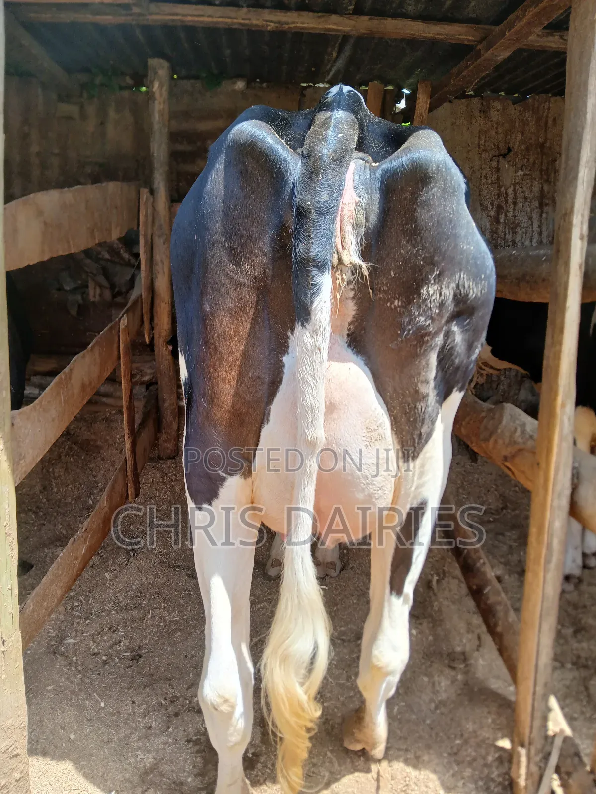1st Calver Freshian Cow