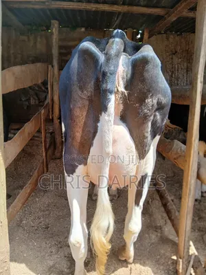 1st Calver Freshian Cow