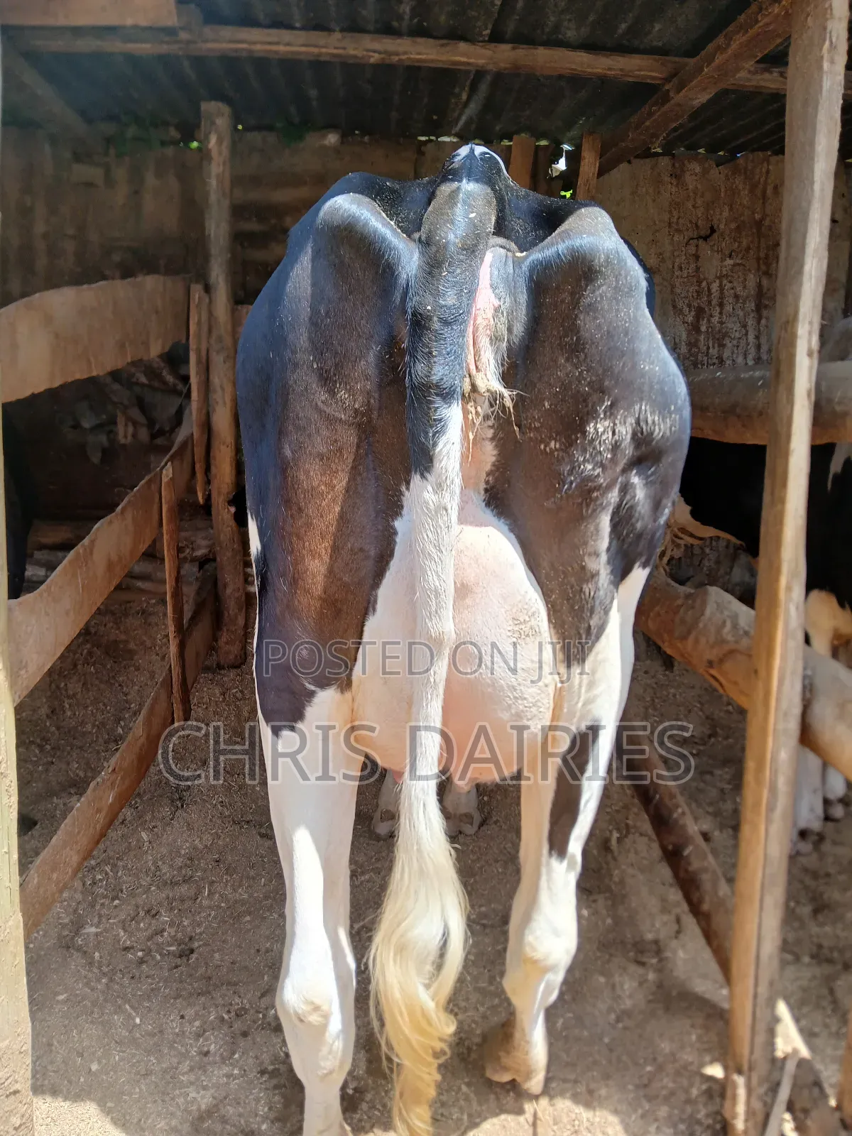 1st Calver Freshian Cow