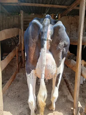 1st Calver Freshian Cow