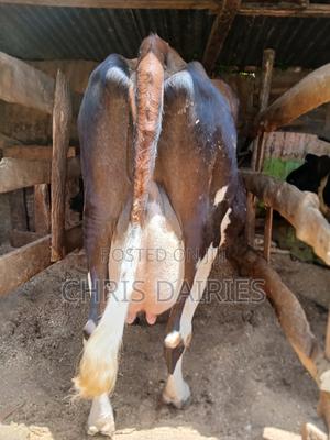 Super Guernsey. - thumbnail 2