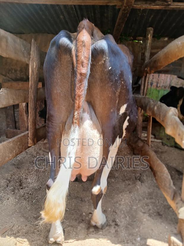 Super Guernsey. - main view