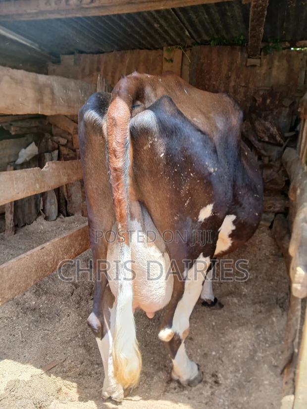 Super Guernsey. - thumbnail 3