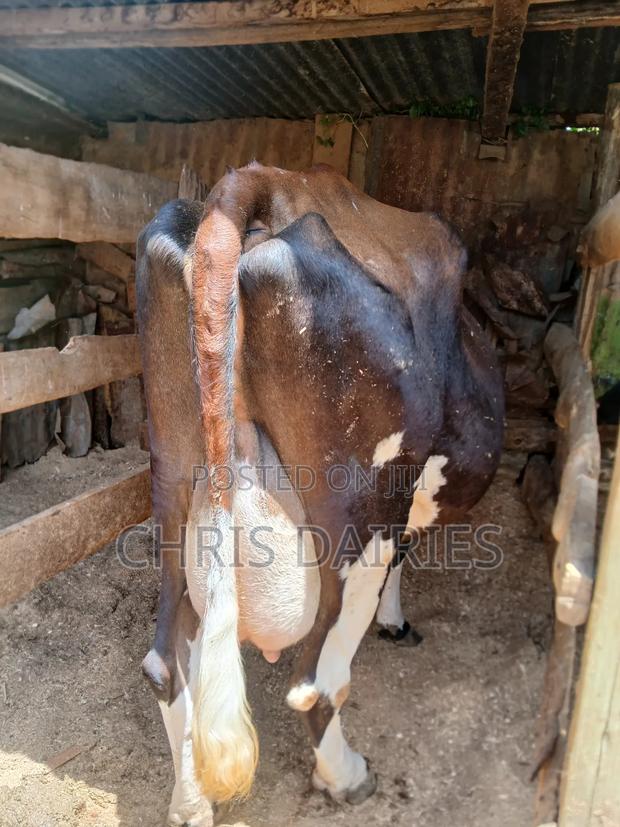 Super Guernsey. - thumbnail 4