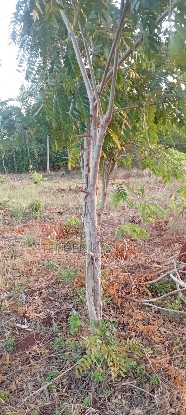 Golden 1/4 Acre Plot at Kinondo 100 Metres From the the Main Road. - thumbnail 3