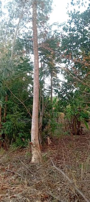 Golden 1/4 Acre Plot at Kinondo 100 Metres From the the Main Road. - thumbnail 2