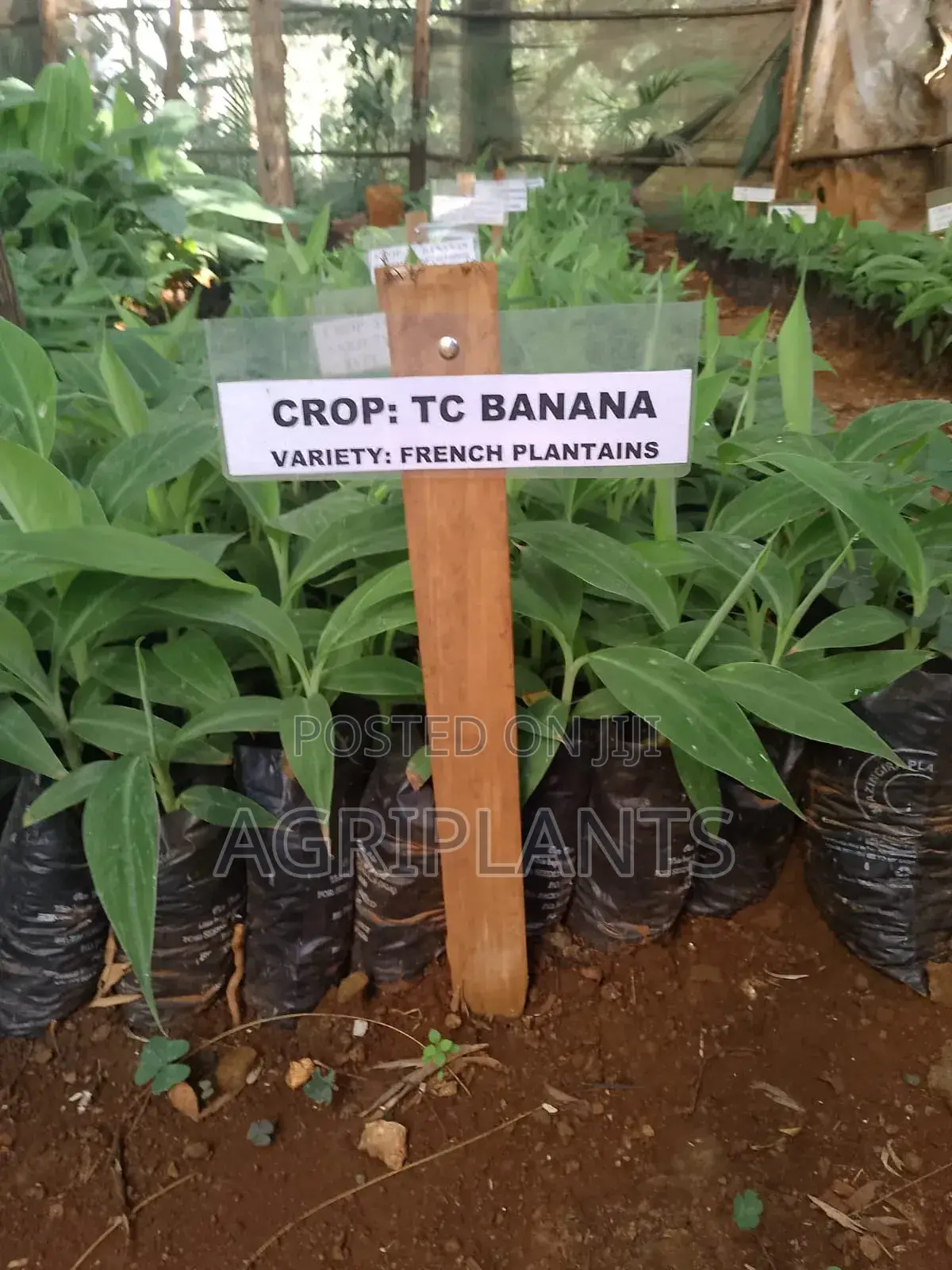 French Plantain Banana Seedlings