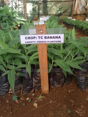 Plantain Seedlings , Tissue Culture - thumbnail 3