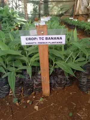 French Plantain Banana Seedlings