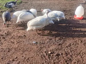 White Kanga