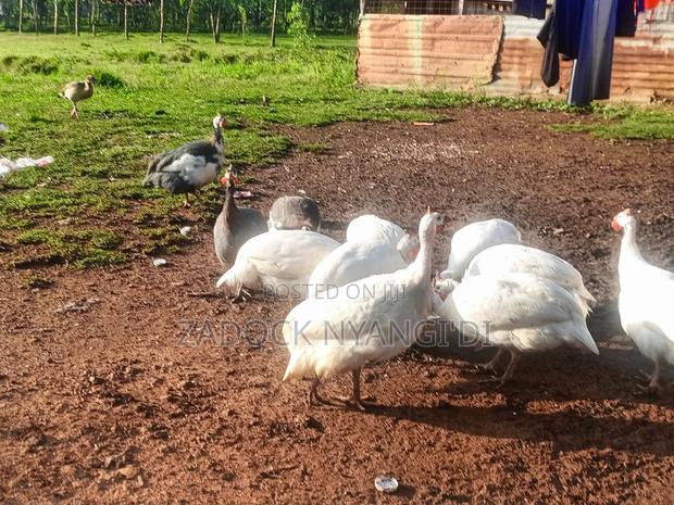 White Kanga - thumbnail 3