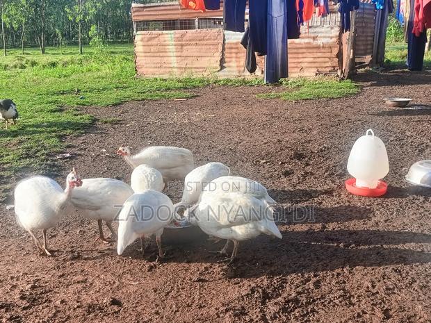 White Kanga - thumbnail 4