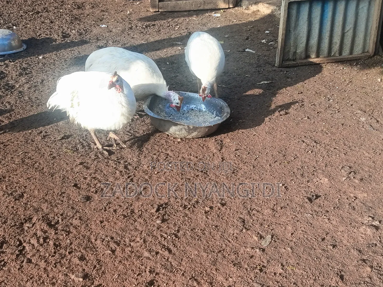 White Kanga