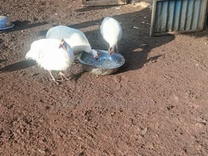 White Kanga