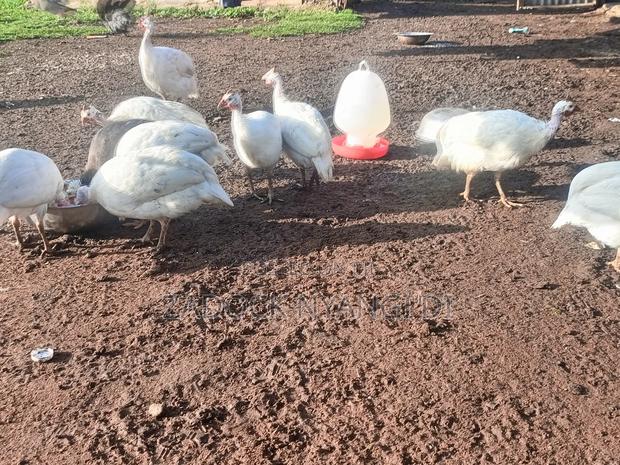 White Kanga - thumbnail 6