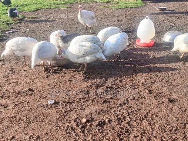 White Kanga - thumbnail 7