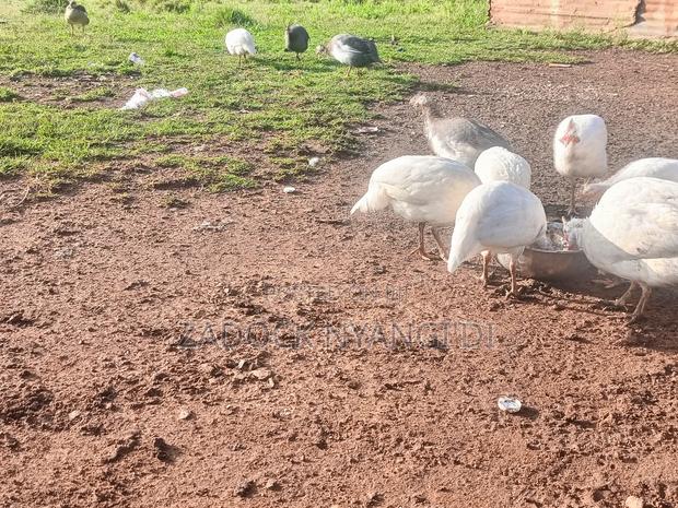 White Kanga - thumbnail 8