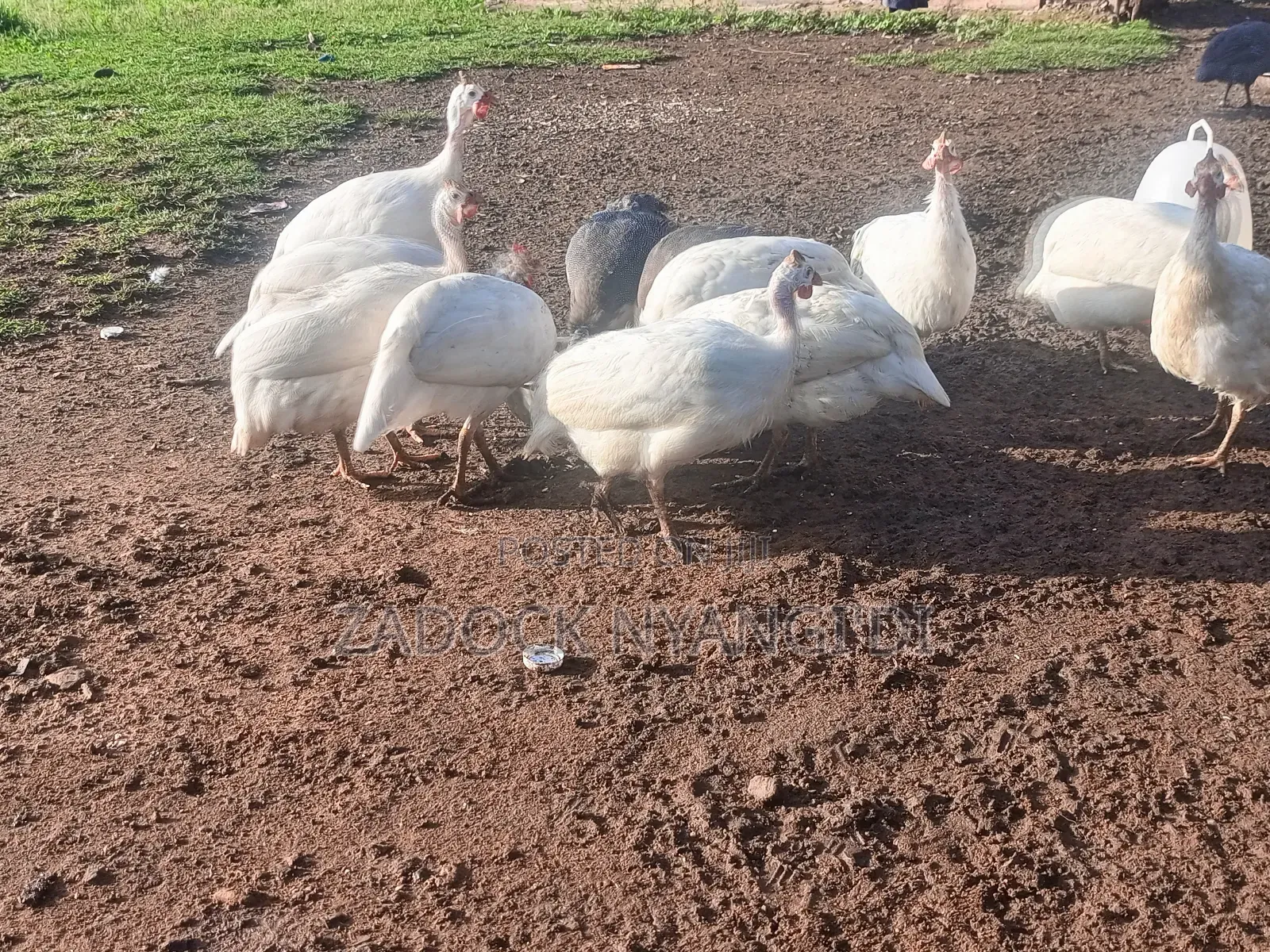 White Kanga