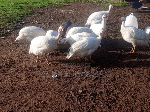 White Kanga - thumbnail 10