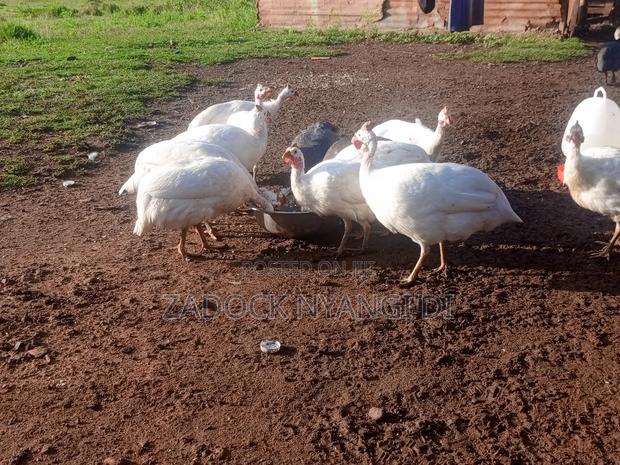 White Kanga - thumbnail 11