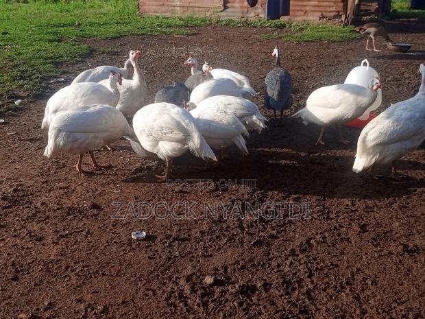 White Kanga - thumbnail 12