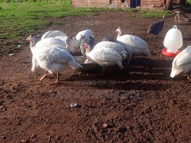 White Kanga - thumbnail 13