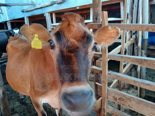 Daily Cows - main view