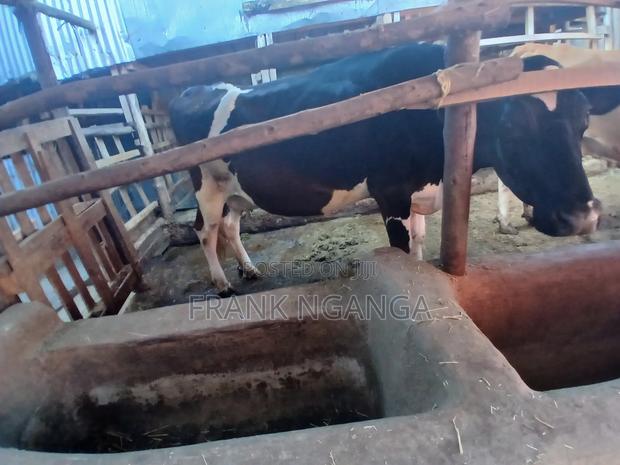 Daily Cows - thumbnail 2