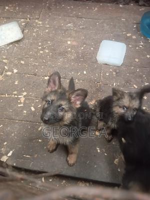 3-6 months Female Purebred German Shepherd - thumbnail 2