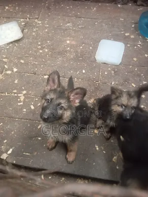 3-6 months Female Purebred German Shepherd