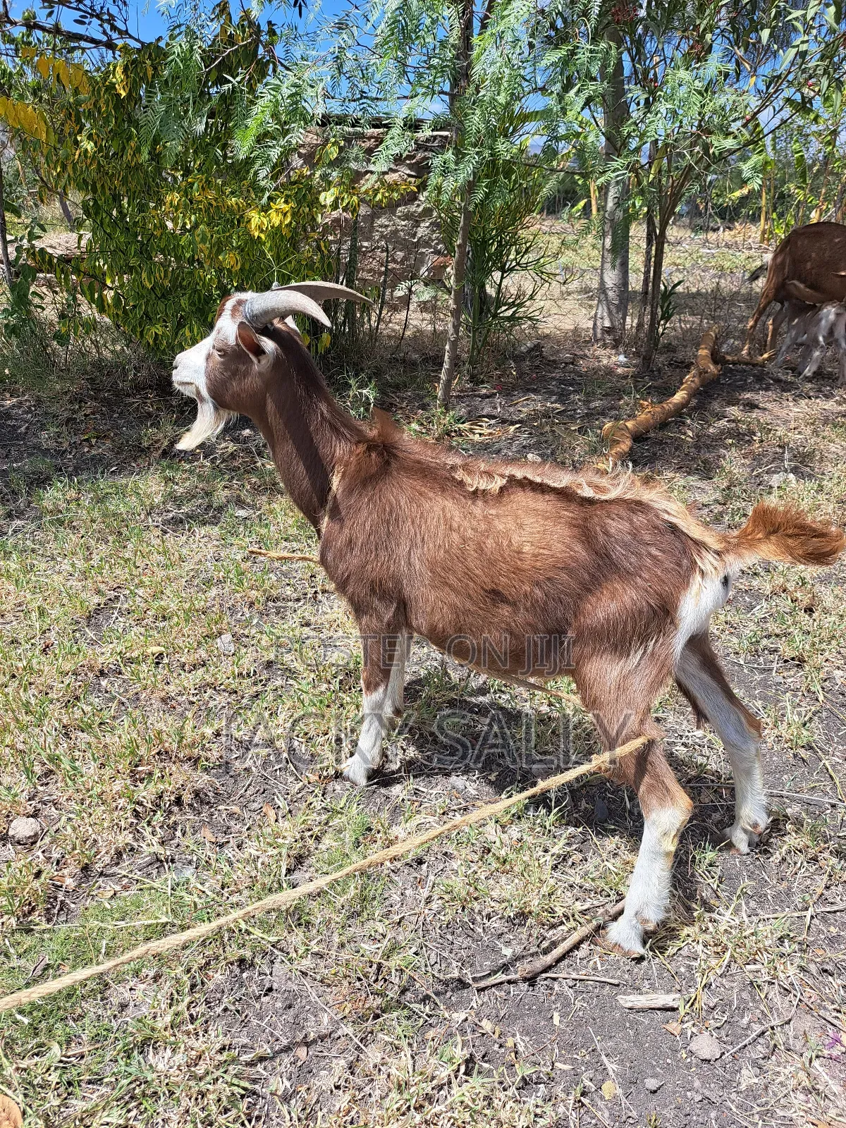 Mature Toggenburg Male