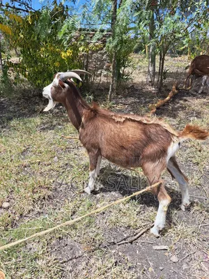 Mature Toggenburg Male