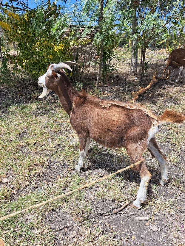 Toggenburg Male - main view