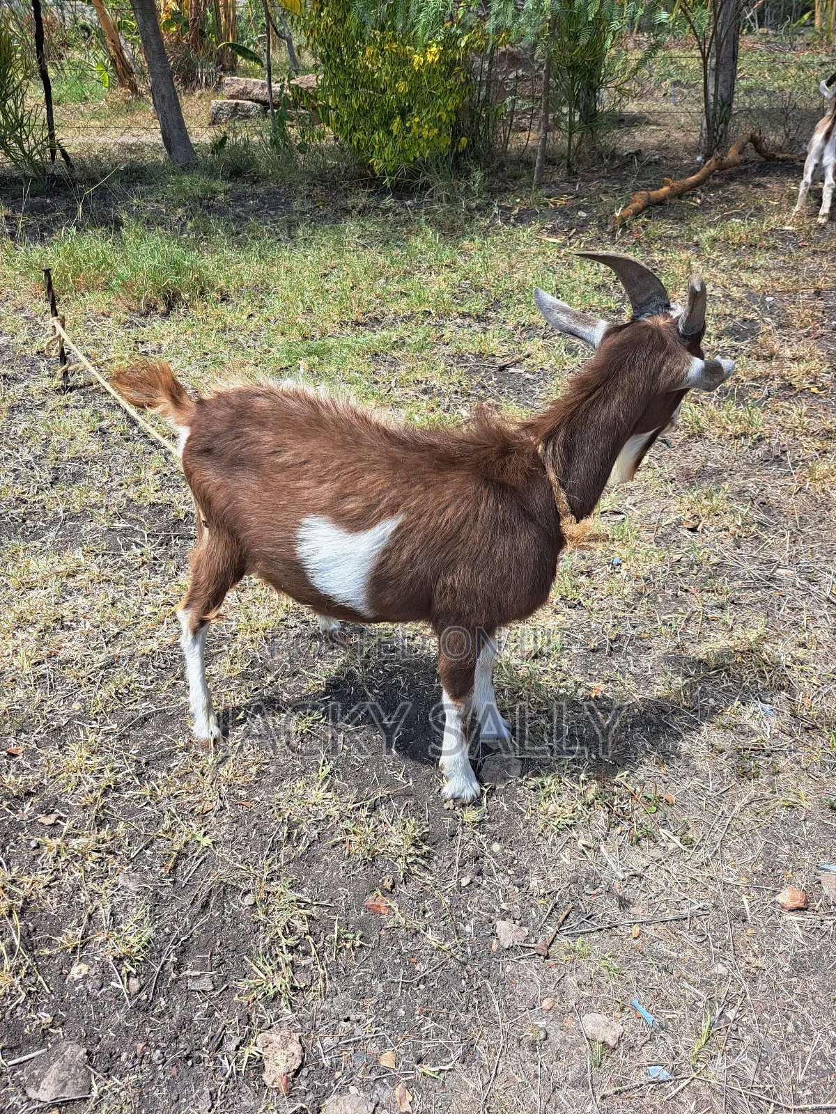 Mature Toggenburg Male