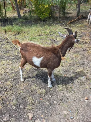 Mature Toggenburg Male
