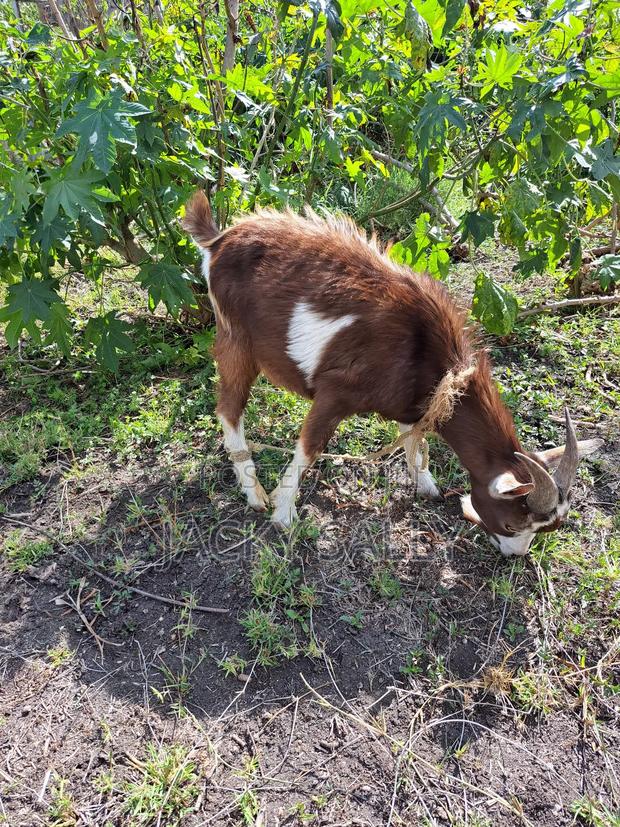 Toggenburg Male - thumbnail 3