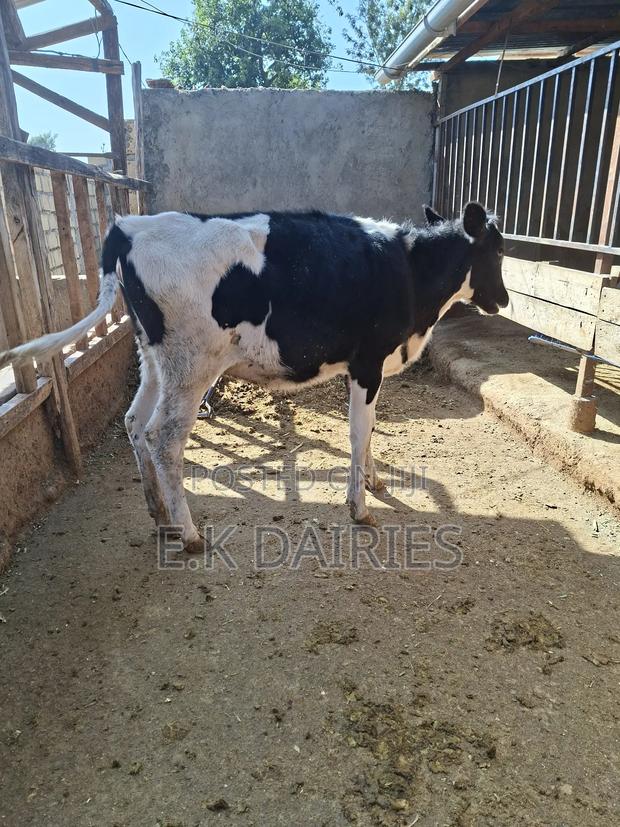 Perdigree Young Heifers - main view