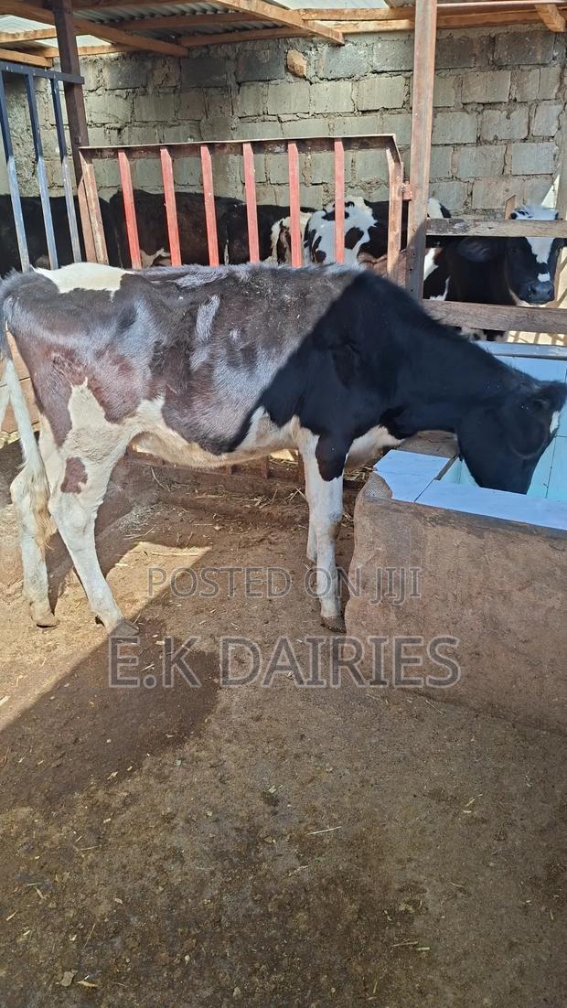 Perdigree Young Heifers - thumbnail 2