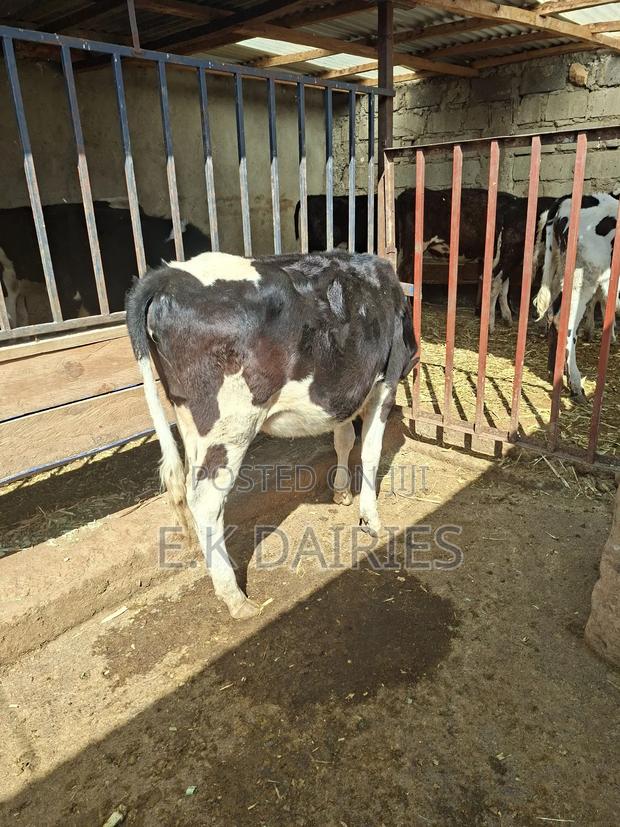 Perdigree Young Heifers - thumbnail 3