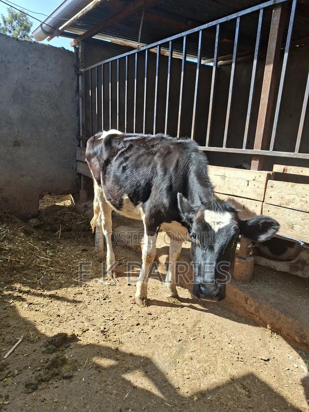 Perdigree Young Heifers - thumbnail 4