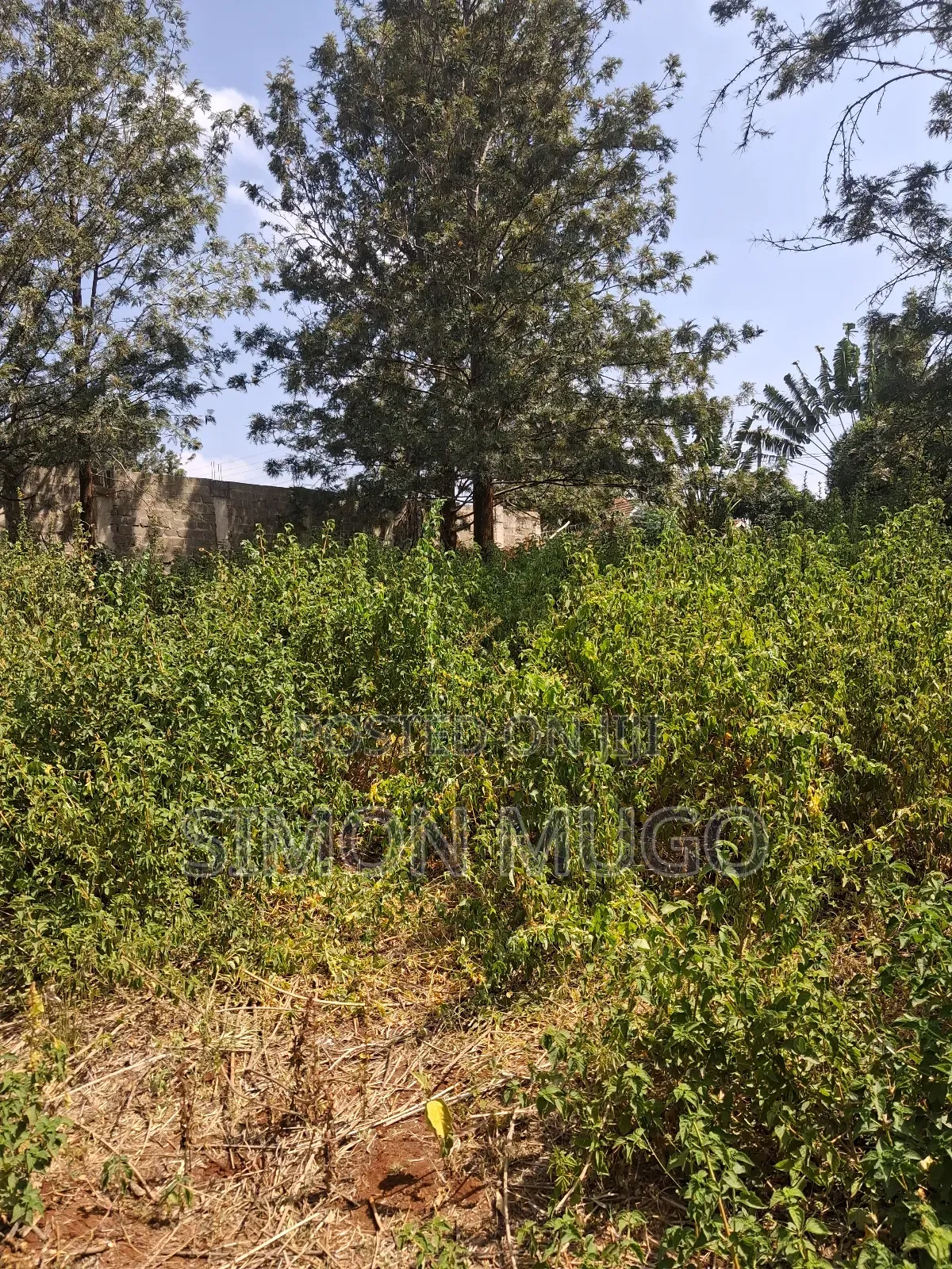 Ridgeways Kiambu Rd Prime Fully Serviced Well Drained Red Soil 1/2 Ac