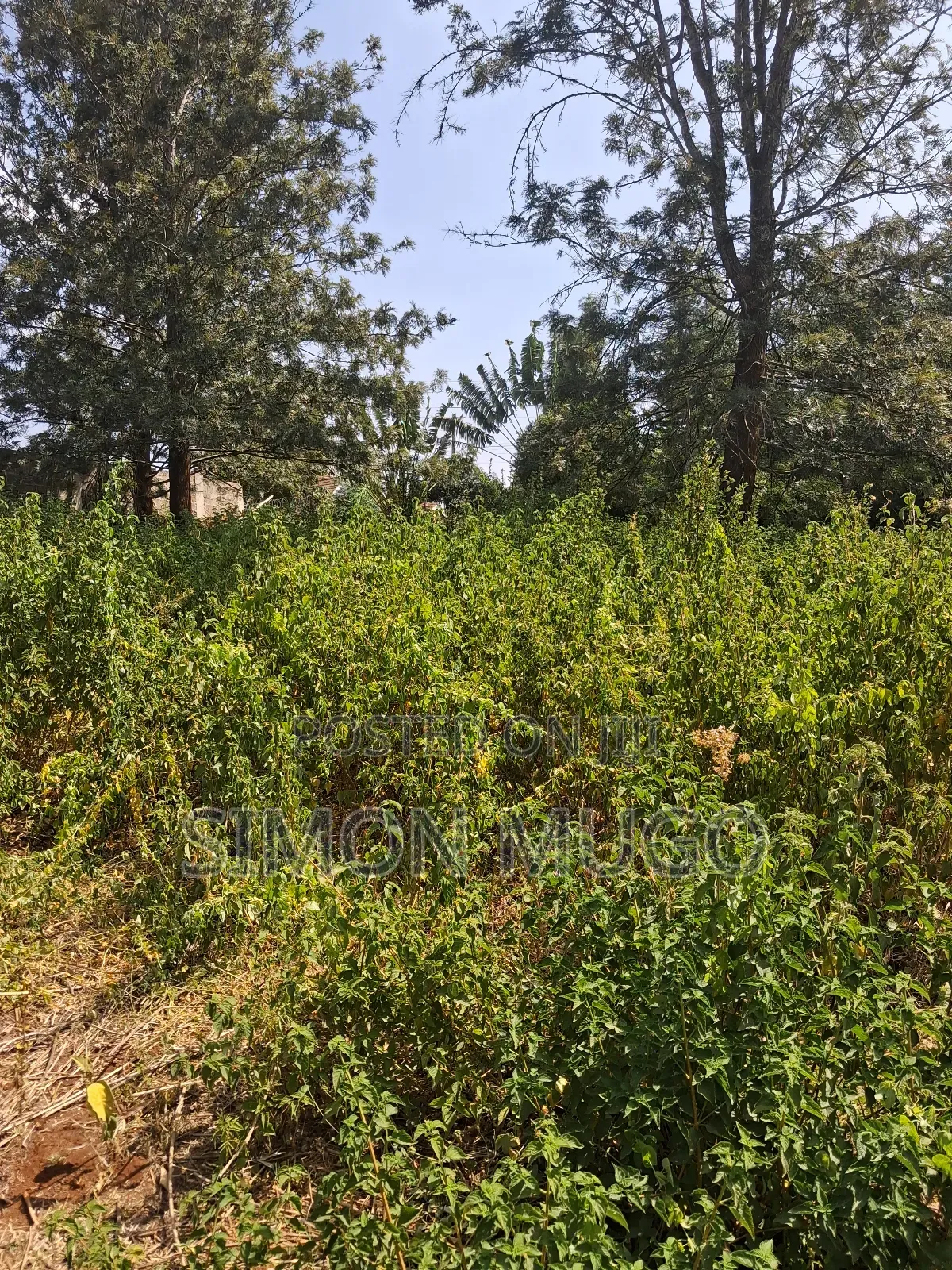 Ridgeways Kiambu Rd Prime Fully Serviced Well Drained Red Soil 1/2 Ac