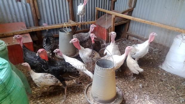 Male Turkeys for Breeding - thumbnail 3