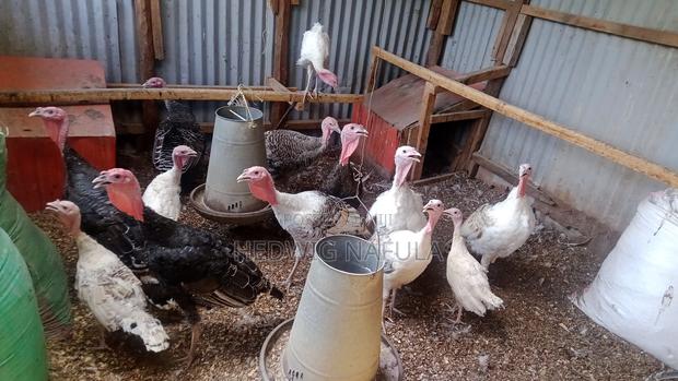 Male Turkeys for Breeding - thumbnail 4