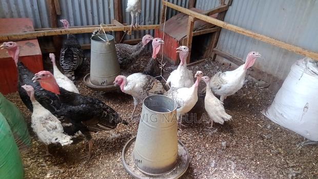 Male Turkeys for Breeding - thumbnail 5