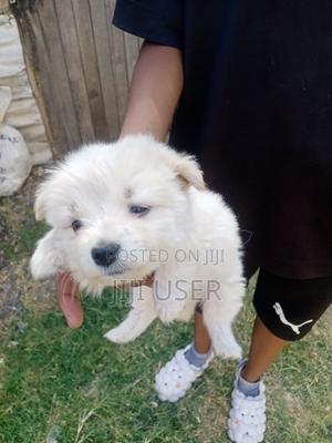 0-1 month Male Mixed Breed Finnish Spitz - thumbnail 2