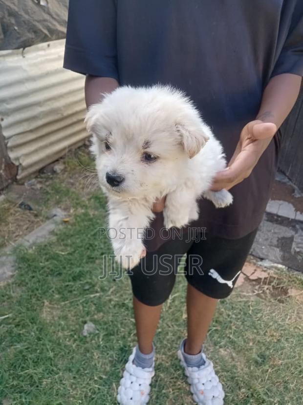 0-1 month Male Mixed Breed Finnish Spitz - thumbnail 3