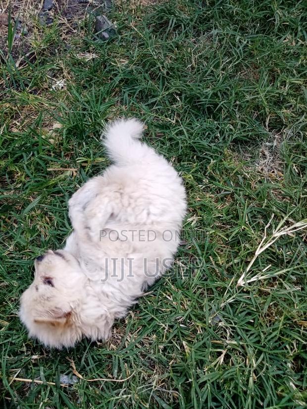 0-1 month Male Mixed Breed Finnish Spitz - thumbnail 4